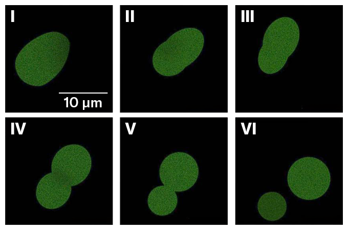 A green blob divides into two.