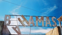 Sharks in Bahamas Drugged by Marine Pollution