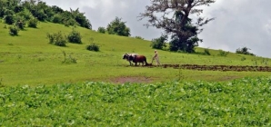 Critical Fertilizer Shortage Globally