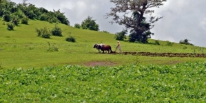 Critical Fertilizer Shortage Globally