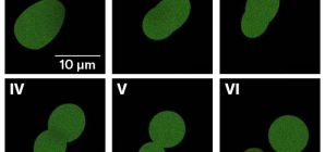 No, SpudCells aren’t alive. But they’re a step toward the first synthetic life