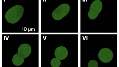 No, SpudCells aren’t alive. But they’re a step toward the first synthetic life