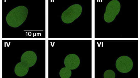No, SpudCells aren’t alive. But they’re a step toward the first synthetic life